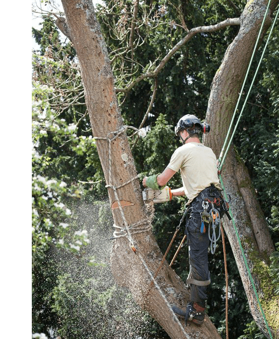 Elague Arbres 45 : élagueur grimpeur à Darvoy près de Jargeau & Châteauneuf-sur-Loire