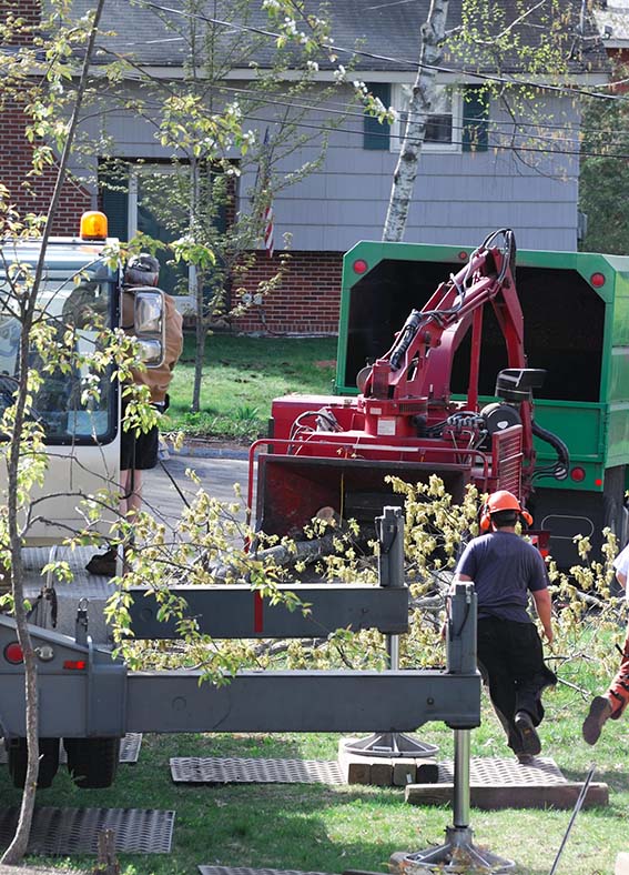 Elague Arbres 45 : évacuation déchets à Darvoy près de Jargeau & Châteauneuf-sur-Loire