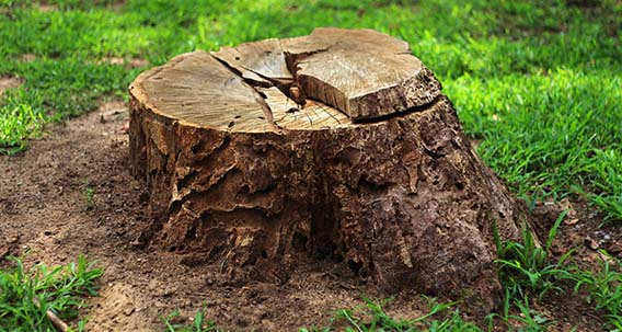 Elague Arbres 45 : enlèvement souches à Darvoy près de Jargeau & Châteauneuf-sur-Loire