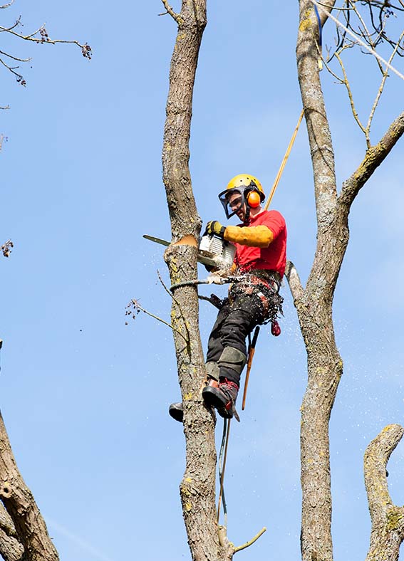 Elague Arbres 45 : élagage arbre à Darvoy près de Jargeau & Châteauneuf-sur-Loire